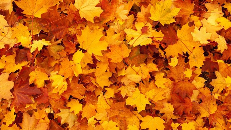 Los colores del otoño